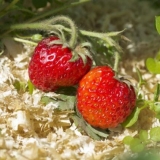 Malčiranje jagoda piljevinom: proljeće, ljeto, jesen